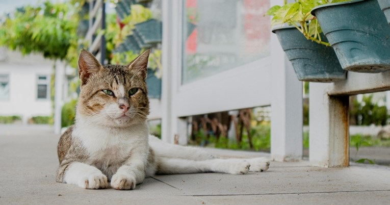 Veterinar: Mačke koje lutaju sklonije su zarazama, a one koje žive u kući dijabetesu