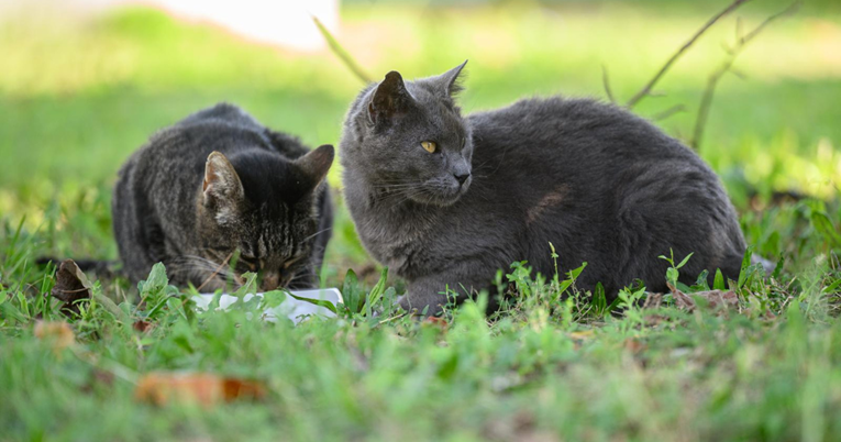 FOTO Ovo su mačke lutalice koje borave na Jarunu, stvarno su predivne
