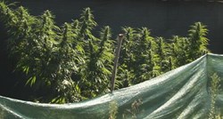Sinjanin uzgajao marihuanu, neke stabljike bile više od tri metra