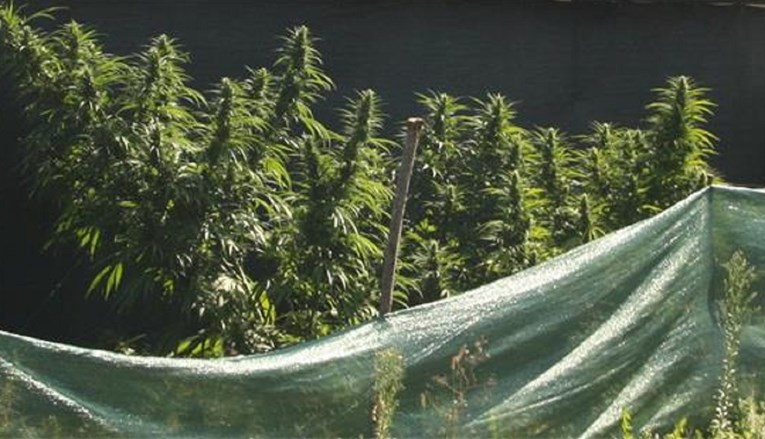 Sinjanin uzgajao marihuanu, neke stabljike bile više od tri metra