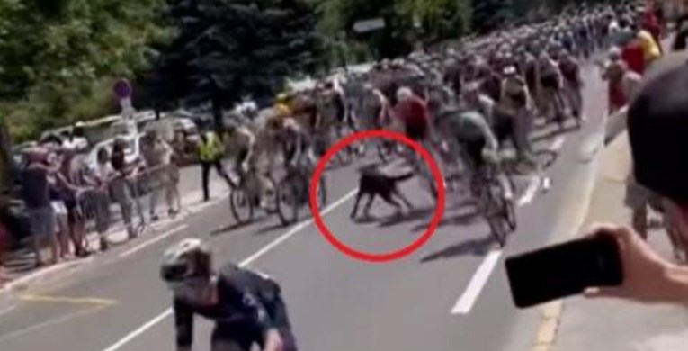VIDEO Bizarna ozljeda belgijskog biciklista na Tour de Franceu