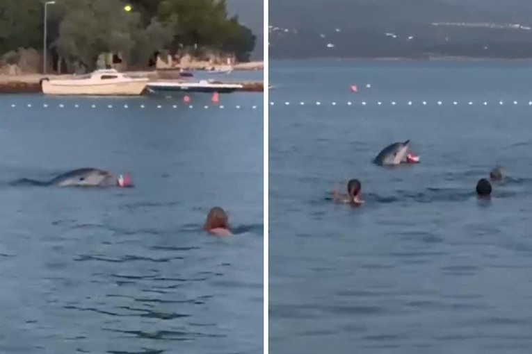 VIDEO Dupin koji se lopta s kupačima u Maslenici zaista postoji. Provjerili smo