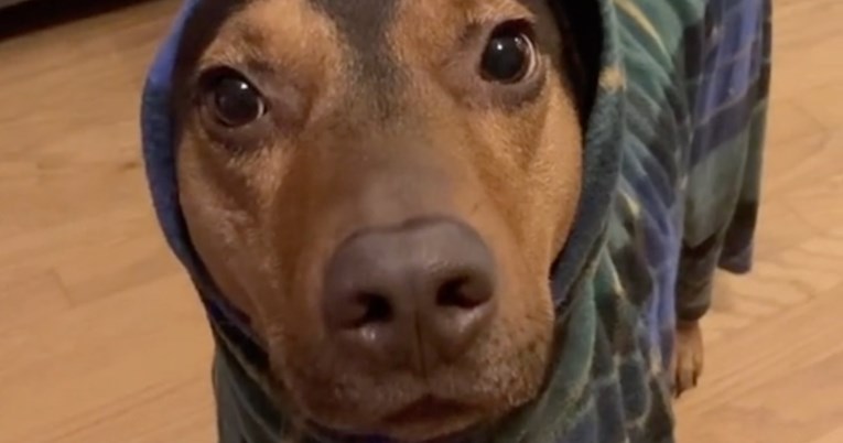 Pas žicao vlasnicu da mu obuče pidžamu jer mu je zima pa skupio milijune lajkova