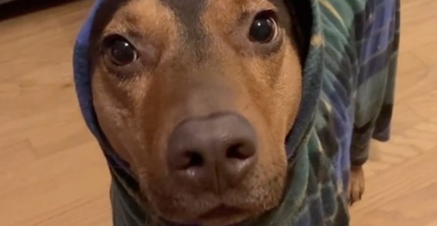 Pas žicao vlasnicu da mu obuče pidžamu jer mu je zima pa skupio milijune lajkova