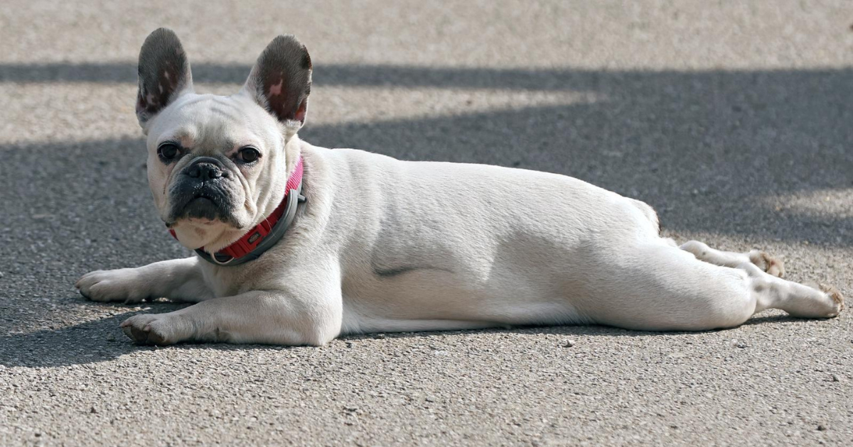 FOTO Uzeo predah od šetnje: Francuski buldog legao nasred staze na Zrinjevcu