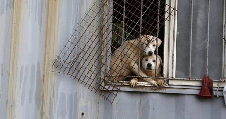 Južna Koreja bi uskoro mogla zabraniti jedenje pasa