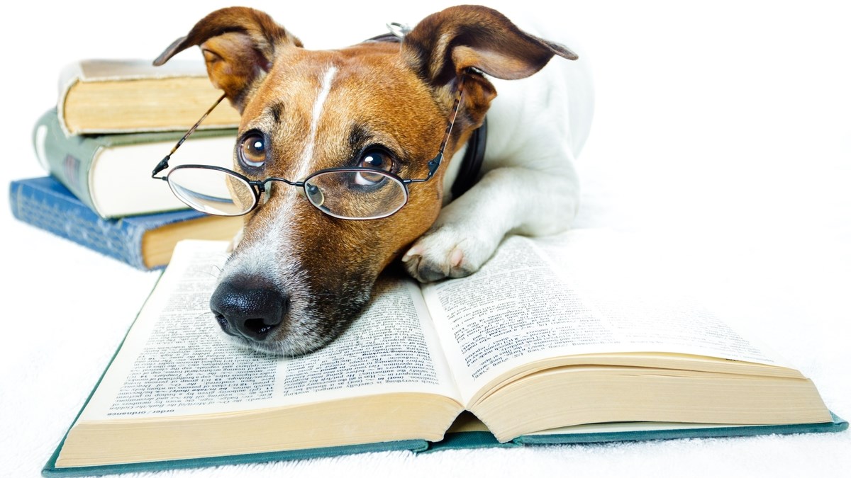 Besplatno predavanje u Zagrebu o zaraznim bolestima kod pasa