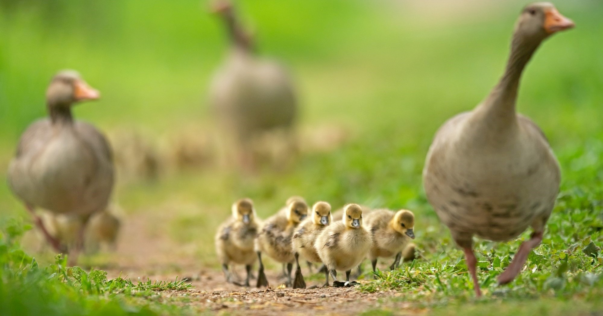 Znanstvenici pronašli način za dobivanje foie grasa bez okrutnosti prema životinjama