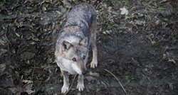 Poljoprivredna komora zabrinuta: Nemojte glasati za povećanje populacije vukova