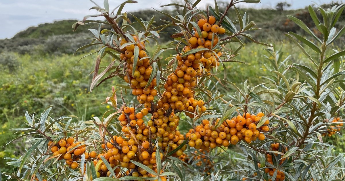 Slabo poznata superhrana mogla bi smanjiti rizik od dijabetesa i pretilosti