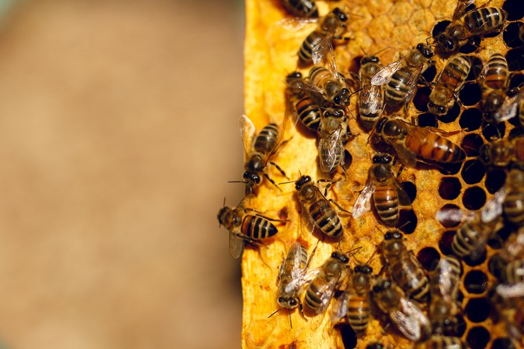 Odobrena građanska inicijativa za spašavanje pčela u EU