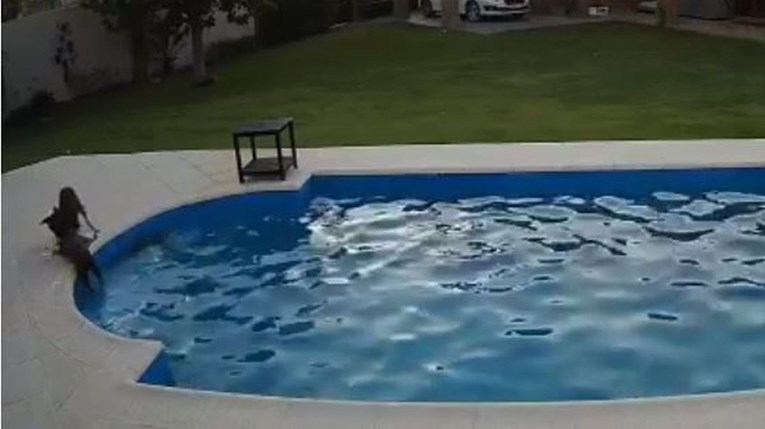 Pas upao u bazen i počeo se utapati, u pomoć mu odmah priskočio drugi pas