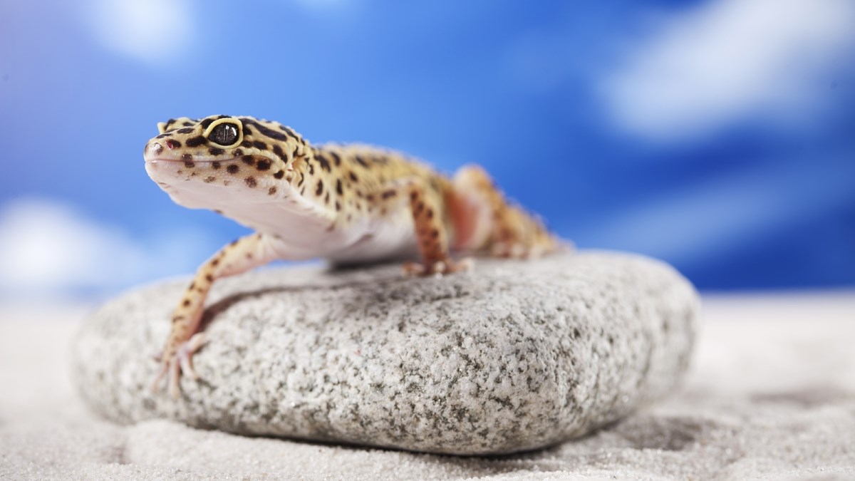 Želite li gekona? Ovo su stvari koje trebate znati o njima!