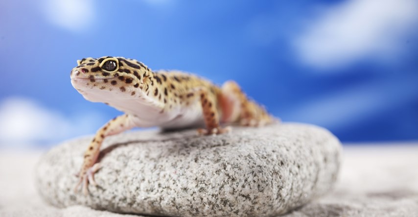 Želite li gekona? Ovo su stvari koje trebate znati o njima!