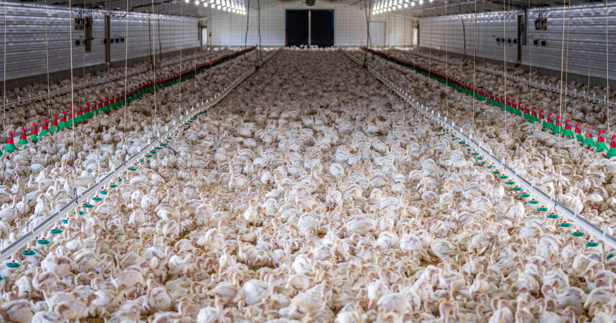 Nizozemska će zaklati 71.000 kokoši zbog ptičje gripe