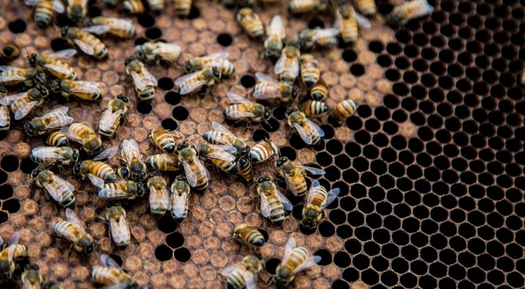 Nizozemski znanstvenici treniraju pčele da njuhom otkrivaju koronu