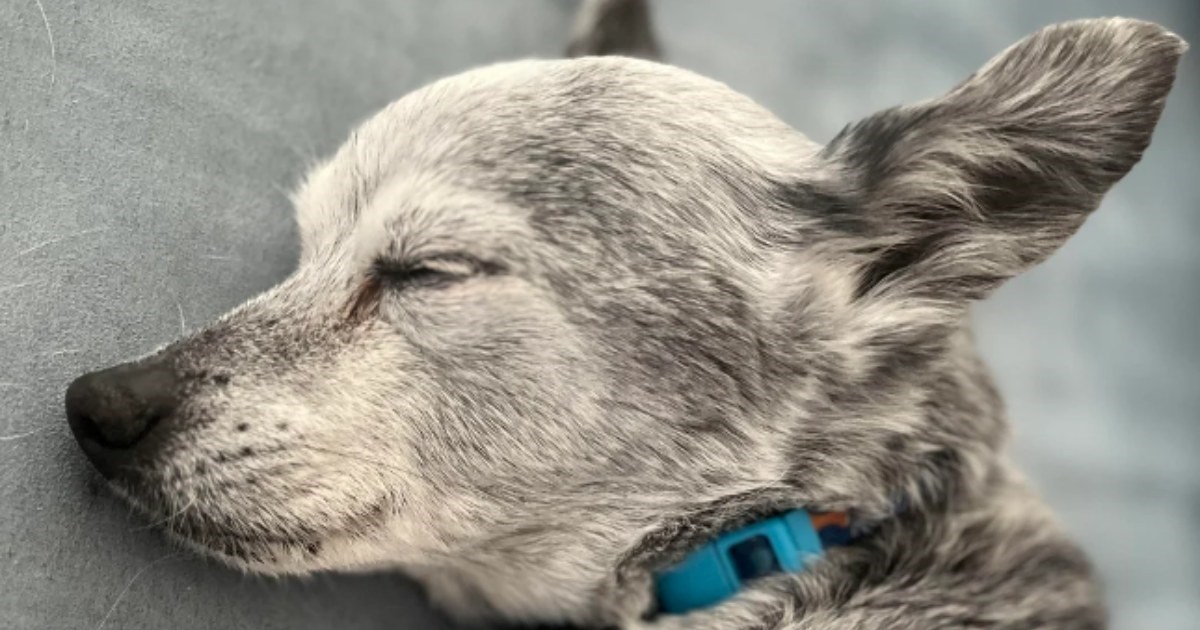 Ljudi ne mogu vjerovati da je ovo isti pas, pogledajte kako se promijenio kroz godine