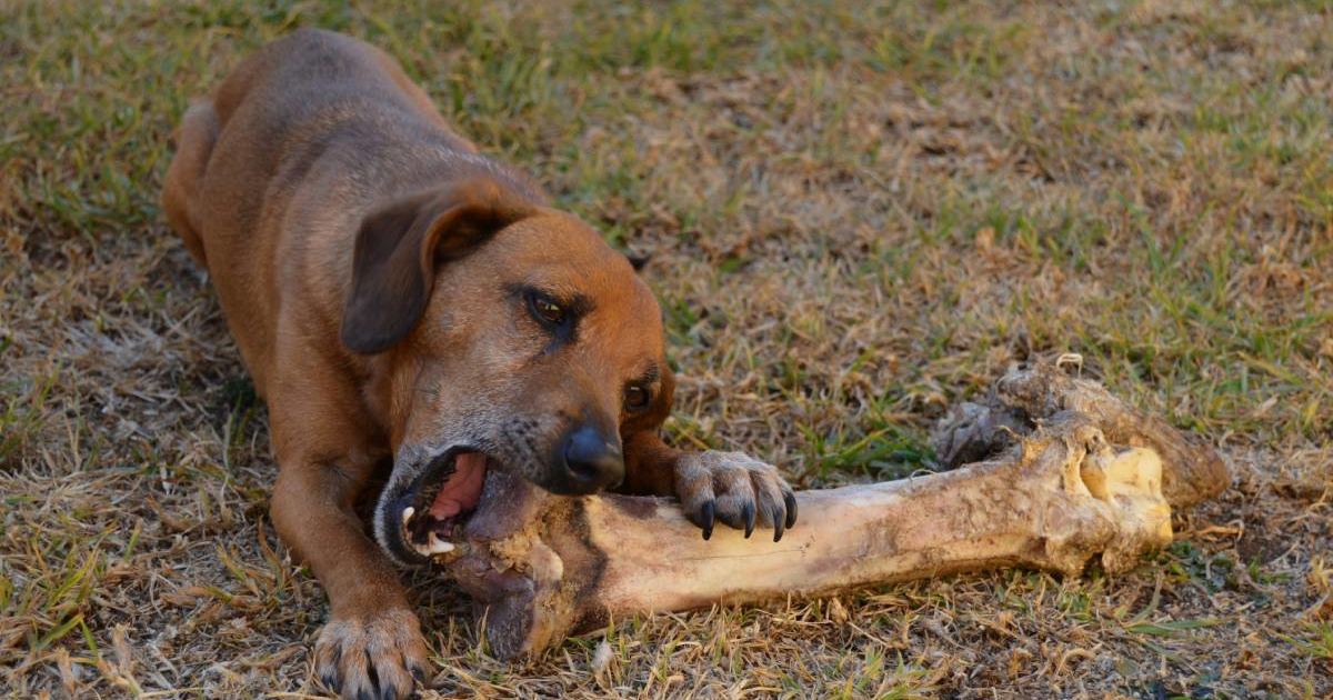 Zašto kuhane kosti mogu biti opasne za vašeg psa?