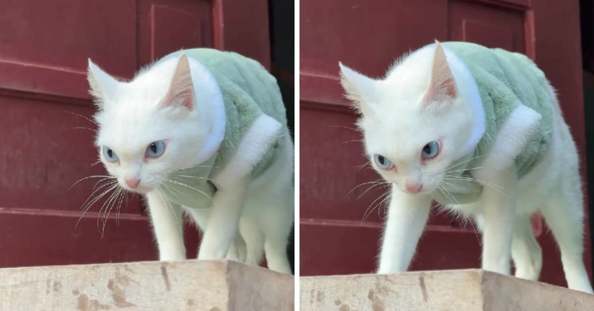 Mačka postala hit na internetu zbog svojeg nezadovoljnog pogleda 🤣