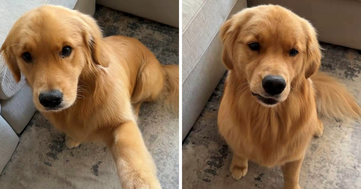 Zlatnoj retriverici dozlogrdile su šale njezine vlasnice, evo kako je reagirala