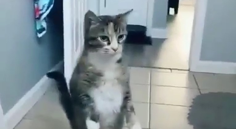 VIDEO Vlasnica snimila mačku kako je promatra dok se kupa, njena reakcija je hit