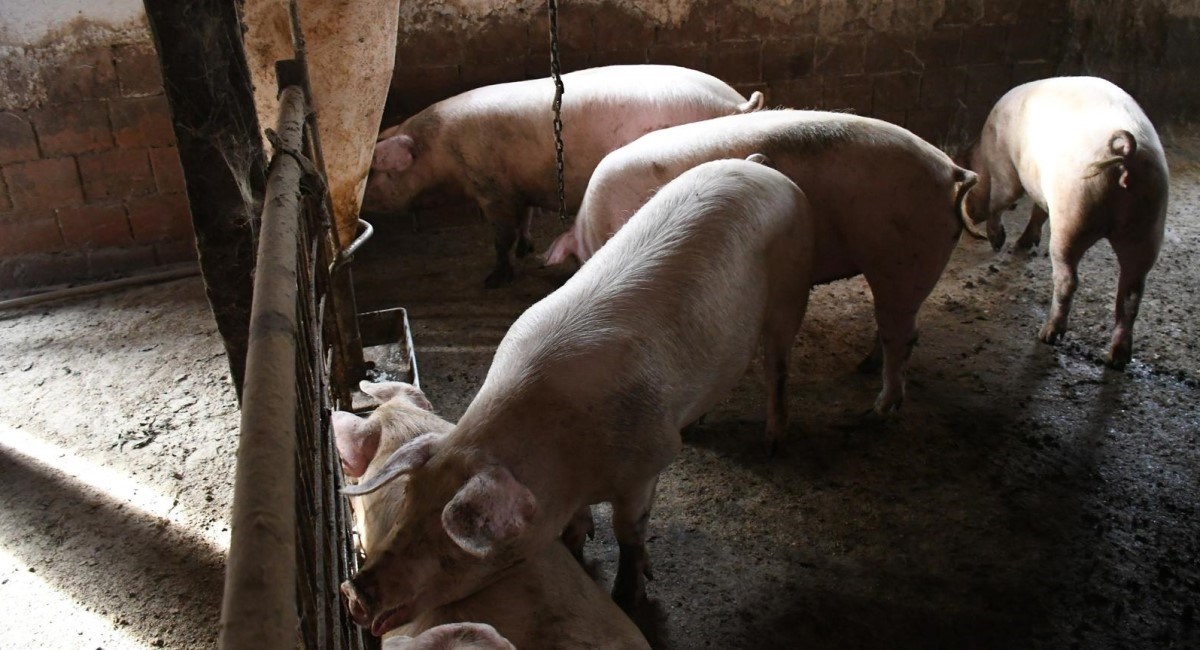 Ministar poljoprivrede: Kontinuirano radimo na suzbijanju afričke svinjske kuge