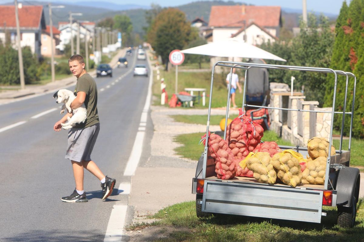HSS prekosutra u Zagrebu besplatno dijeli lički krumpir