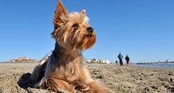 I pseće plaže imaju svoja pravila ponašanja. Doznajte ih!