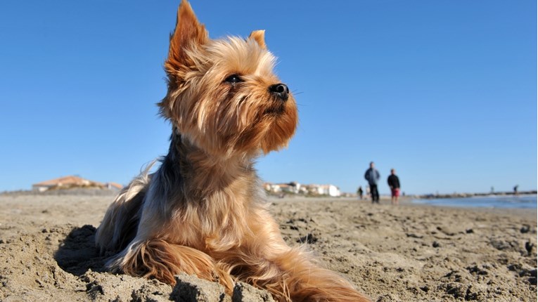 I pseće plaže imaju svoja pravila ponašanja. Doznajte ih!