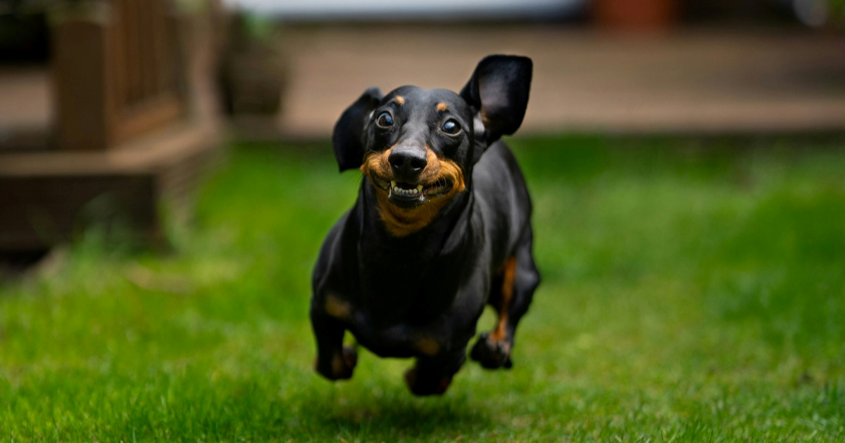 Jazavčarka se izgubila u parku, snimka njezine potrage za vlasnicom postala viralna