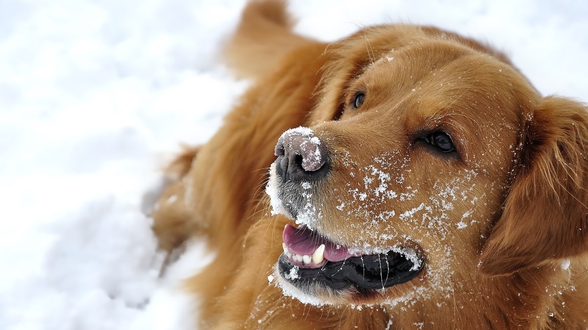 VIDEO Ovi psi su odlučili da je snjegović zločinac kojeg se treba riješiti