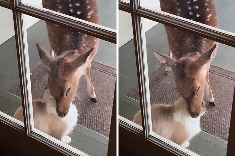 Srna ne može prestati maziti svog prijatelja mačka, video je hit