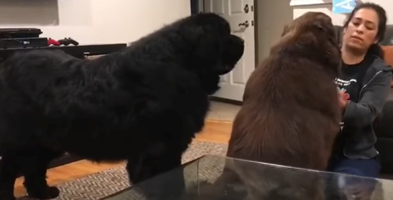 Ogromni pas ljubomoran je na brata, osvetio mu se na urnebesan način
