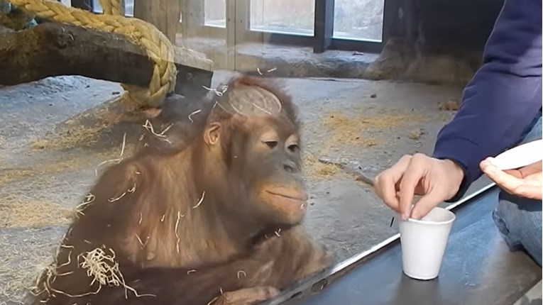 Svojom reakcijom na mađioničarski trik, ovaj orangutan je postao pravi hit