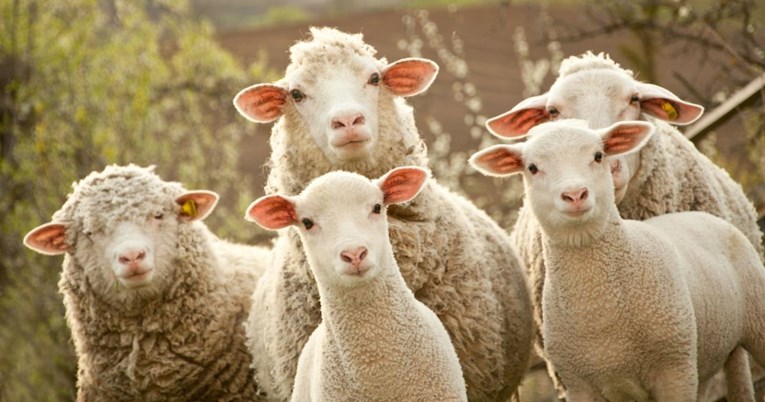 U Australiji ukradeno 690 ovaca, vlasnik tek nakon par mjeseci shvatio da ih nema