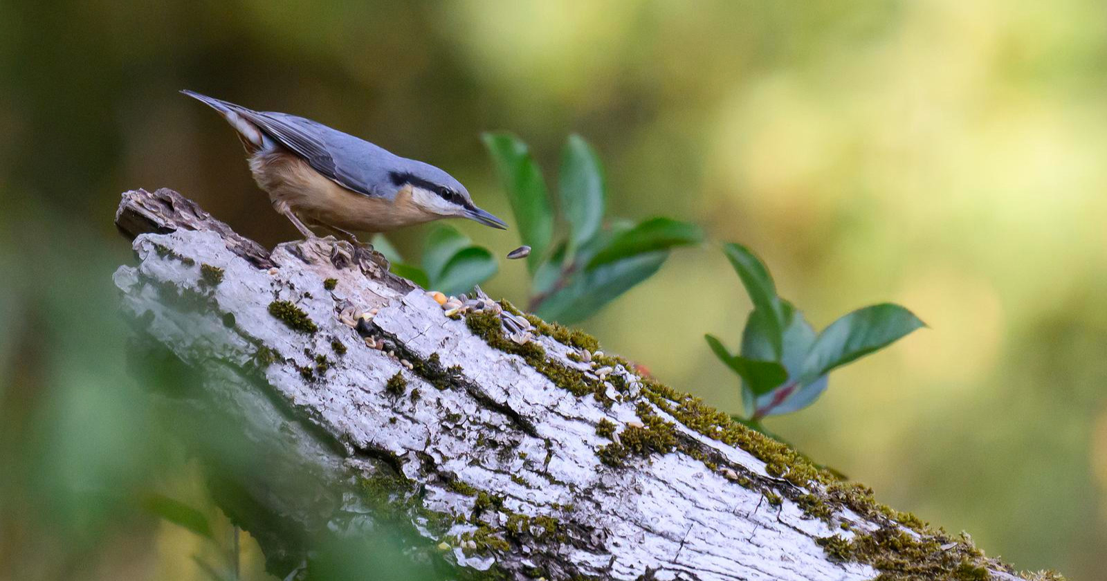 Često ga čujemo, a rijetko vidimo: Fotograf u Međimurju snimio spretnog brgljeza