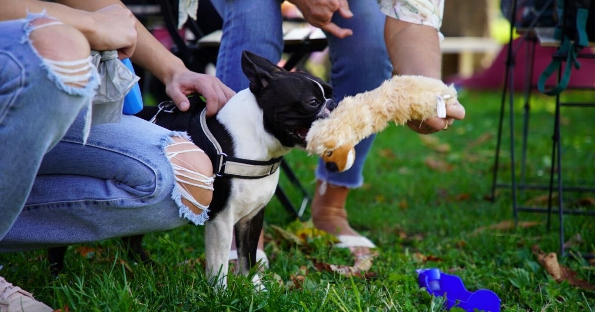 FOTO Bili smo na Festivalu pasa svih rasa, pogledajte slatke njuškice koje smo sreli