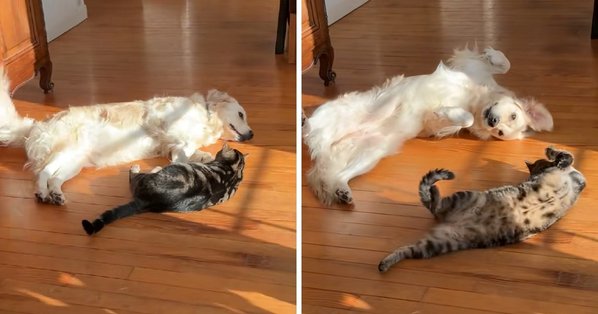 Pas i mačka izveli sinkronizirano prevrtanje, video je hit