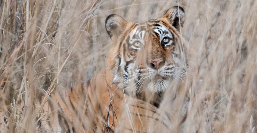 Broj tigrova u Indiji u četiri godine porastao za više od 30 posto