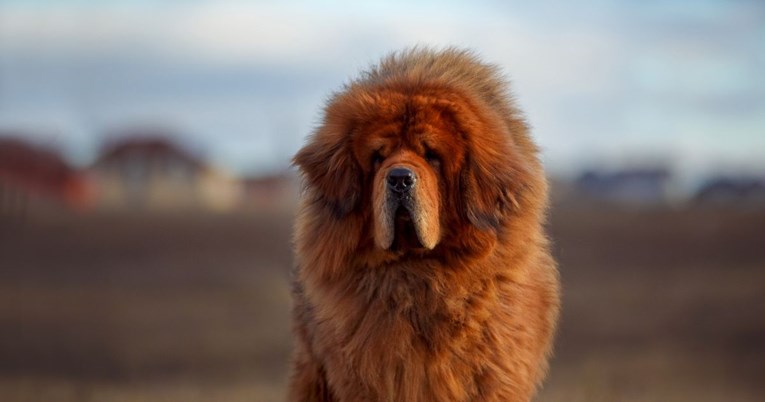 Ovo je najskuplja pasmina psa na svijetu, štene košta i do dva milijuna dolara