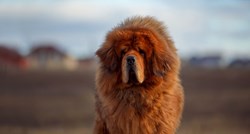 Ovo je najskuplja pasmina psa na svijetu, štene košta i do dva milijuna dolara