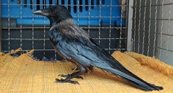 Ova je vrana iz Sopota premazana svim mastima. Doslovno