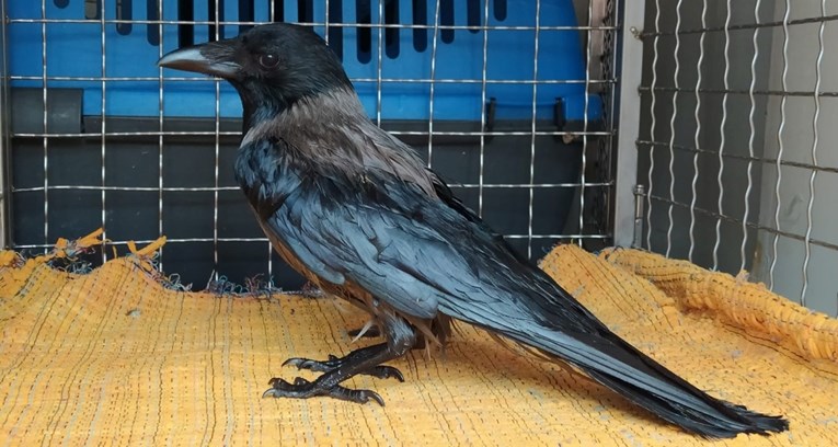 Ova je vrana iz Sopota premazana svim mastima. Doslovno