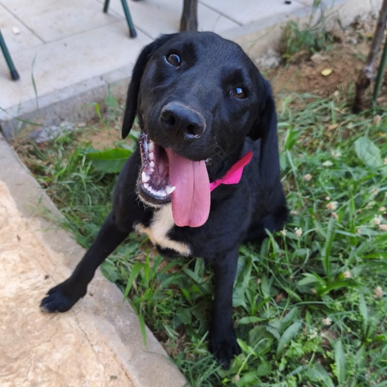 Vlasnik više ne može brinuti o predivnoj Loli. Pomozimo joj pronaći novi dom