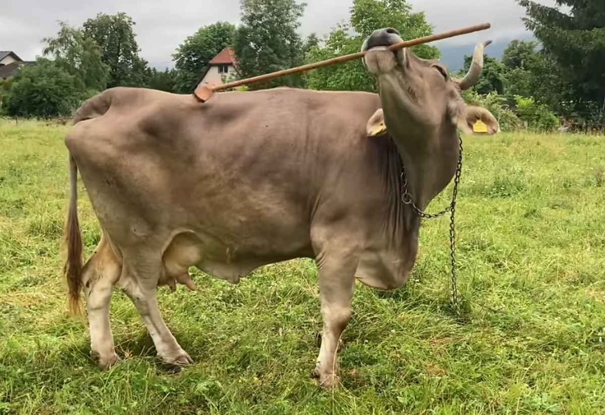 VIDEO Upoznajte Veroniku, kravu koja je zbunila znanstvenike