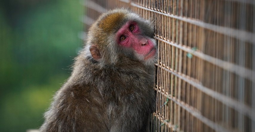 Otkriven globalni lanac: Zapadnjaci plaćali da vide mučenje i ubijanje majmuna