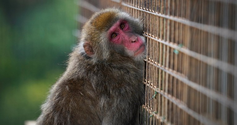 Otkriven globalni lanac: Zapadnjaci plaćali za snimke ekstremnog mučenja majmuna