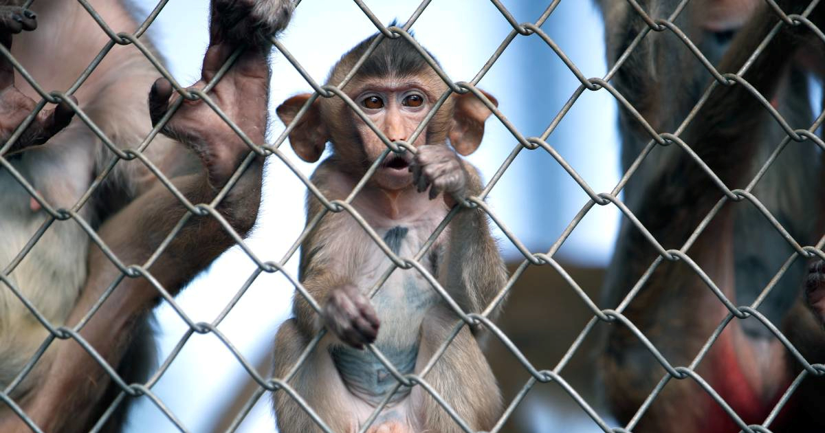 Tajlandska policija našla majmune u vrećama i drogu. Uhićena dva muškarca