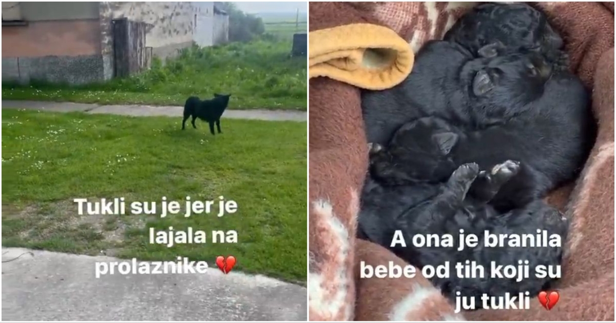 Volonteri spašavali psa, nitko im nije htio pomoći: "Slavonija, siromašna i prokleta"