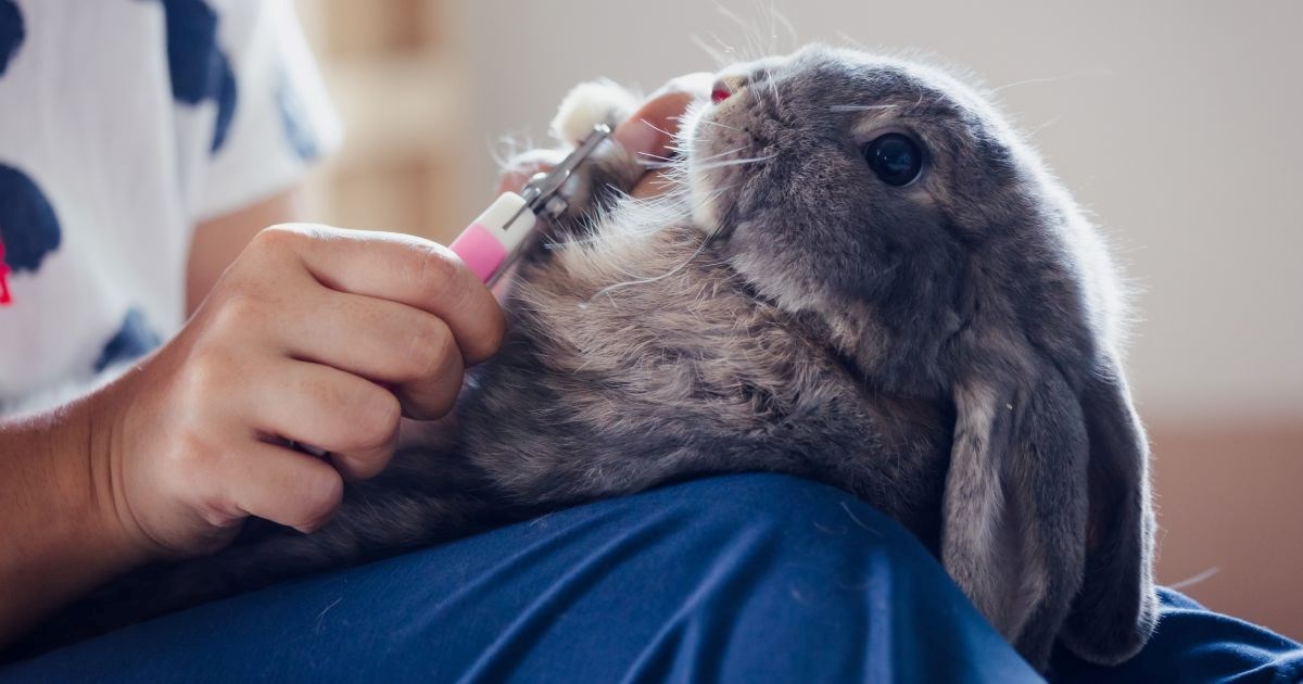 Imate kunića? Evo kako mu na siguran način možete podrezati nokte